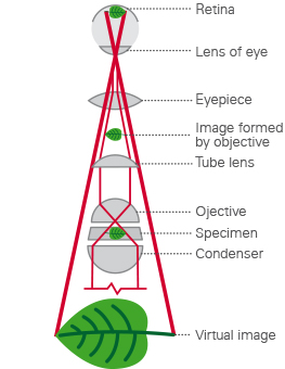 webinar_basics microscopy.jpg